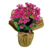 Vasinho Kalanchoe